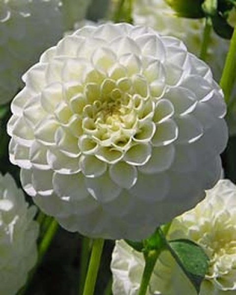 Dahlia White Aster